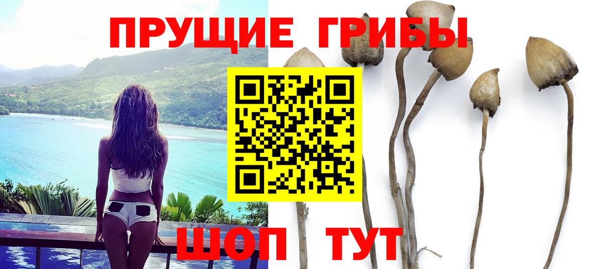 закладки  Вход с VPN  Амурск  Псилоцибиновые грибы Psilocybe 